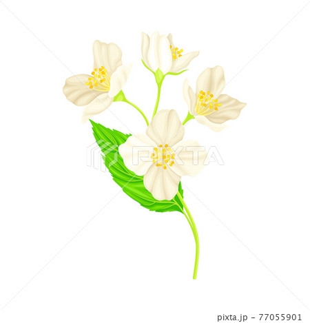 ジャスミン 花のイラスト素材 ジャスミン 花のイラスト素材