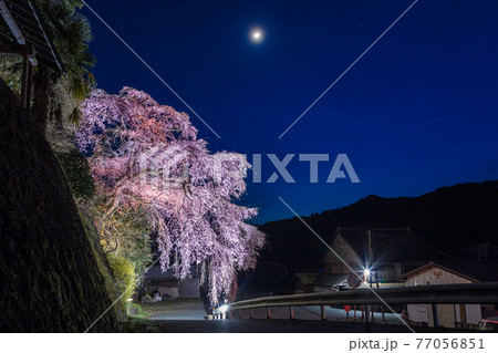 幻想的な桜の写真素材