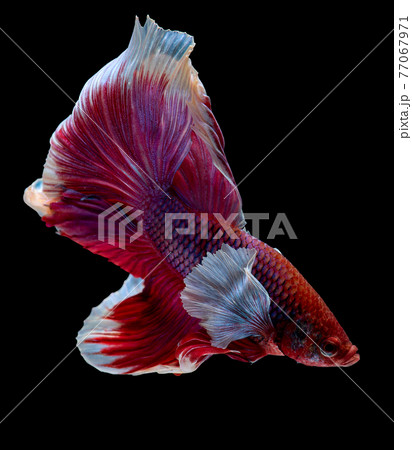 魚の尻尾の写真素材