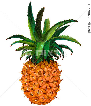 パイナップルのイラスト素材集 ピクスタ