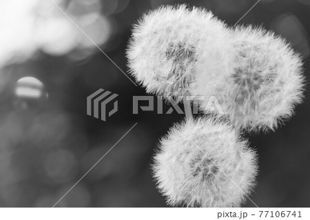 綿毛 タンポポ モノクロ 白黒の写真素材