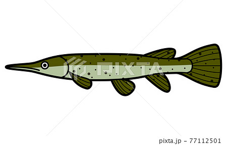 アリゲーターガーのイラスト素材