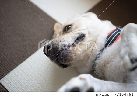 大型犬 犬 動物 降参の写真素材