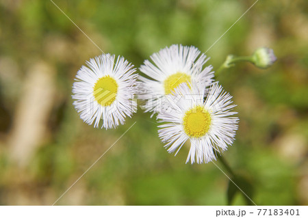 花 ハルジオン 野草 貧乏草の写真素材