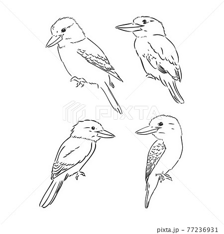 鳥 白黒 イラスト 動物の写真素材