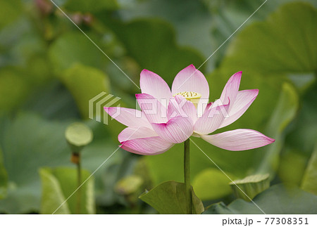 大賀蓮照片素材