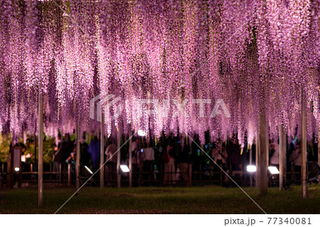 藤の花 藤棚 花 夜の写真素材