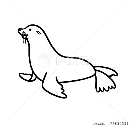 アシカ オットセイのイラスト素材集 Pixta ピクスタ