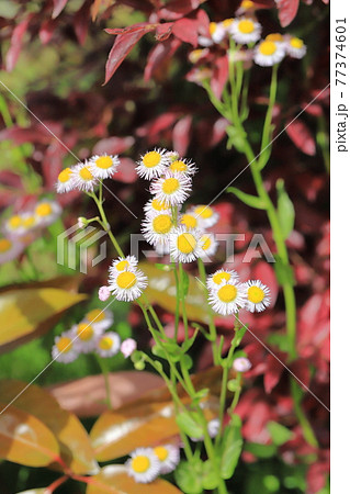 外来種 雑草 春の写真素材