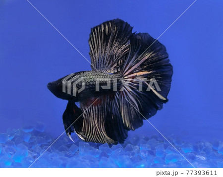 魚 熱帯魚 観賞魚 ベタの写真素材