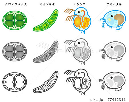 ミジンコ プランクトン 微生物 かわいいのイラスト素材