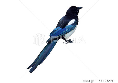 黒い鳥のイラスト素材