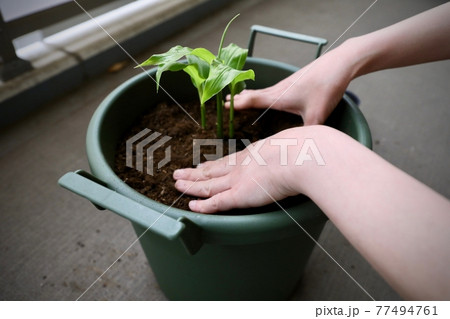 ミョウガ 苗 プランター 家庭菜園の写真素材