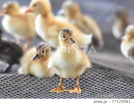 ひよこ 成長 鶏 にわとりの写真素材