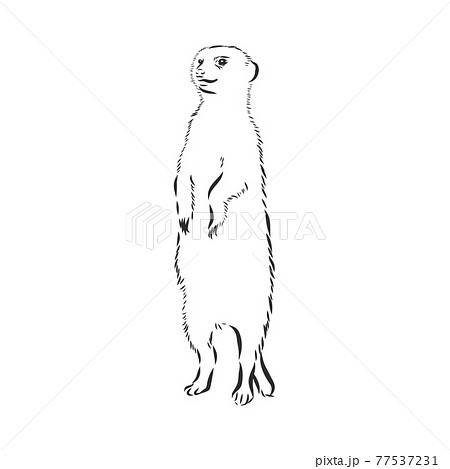 ミーアキャットのイラスト素材集 ピクスタ