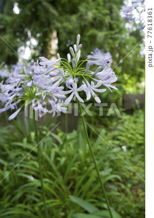 細長い花の写真素材