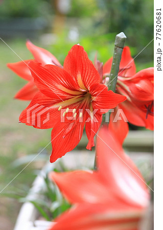 オレンジ色の花 多年草の写真素材