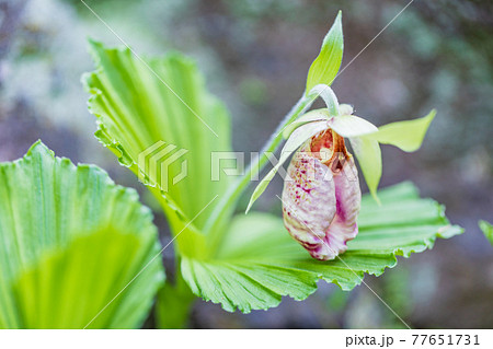 面白い花の写真素材