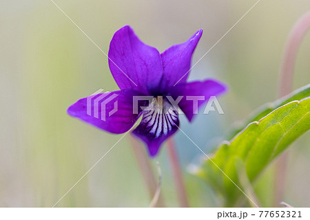 すみれの花の写真素材