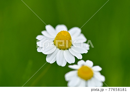 カミツレ 花の写真素材