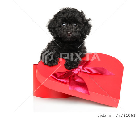 トイプードル プレゼントボックス 犬 プレゼントの写真素材