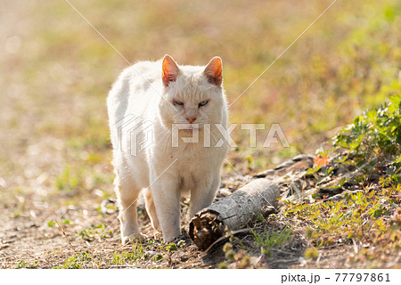 怖い猫の写真素材