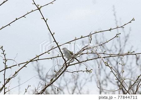 春告鳥の写真素材