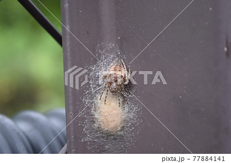 鬼蜘蛛の写真素材