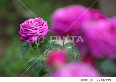薔薇 つぼみ 赤紫 気品の写真素材