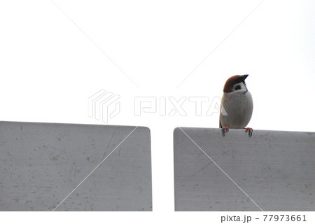 自然 顔 鳥 正面の写真素材