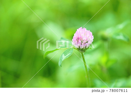 雑草 薄ピンク 花 ピンクの写真素材