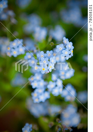 ワスレナグサ 可愛い花 勿忘草 綺麗な花の写真素材