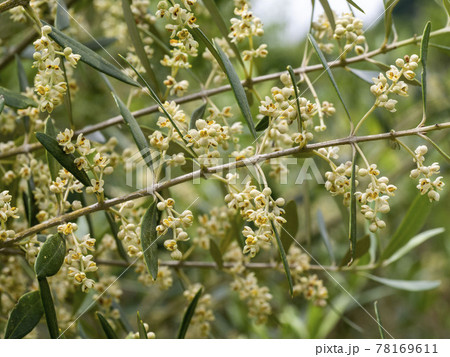 オリーブの花の写真素材