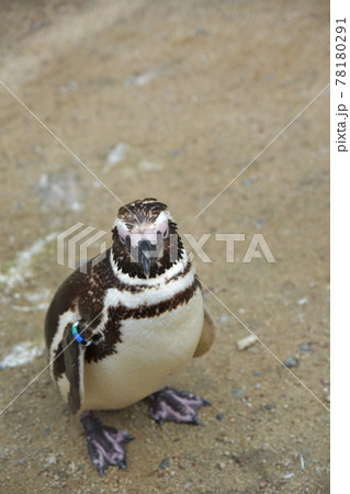 ペンギン 鳥 正面 くちばしの写真素材