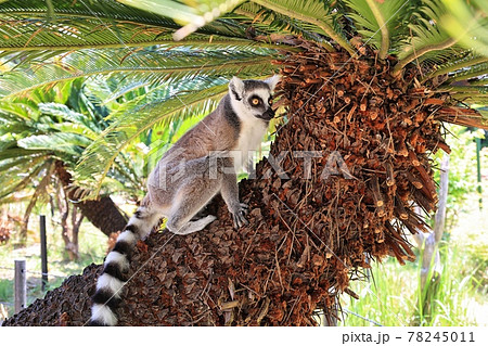 動物 マダガスカル ワオキツネザル かわいいの写真素材
