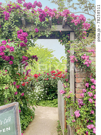 ガーデン 薔薇園 アーチ つるバラの写真素材