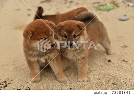 柴犬 子犬の写真素材 柴犬 子犬の写真素材