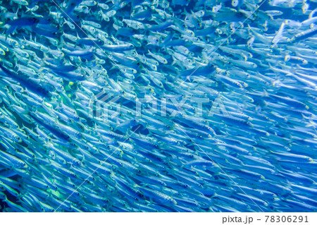 イワシ大群の写真素材