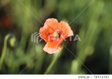 ナガミヒナゲシ 花 オレンジ色 ヒナゲシの写真素材