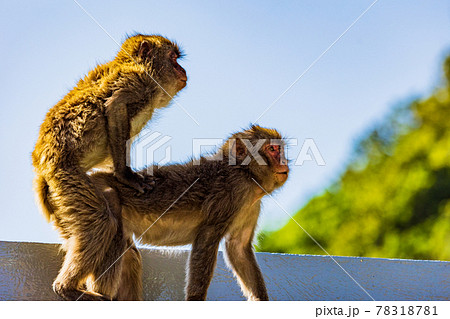 交尾 動物の写真素材