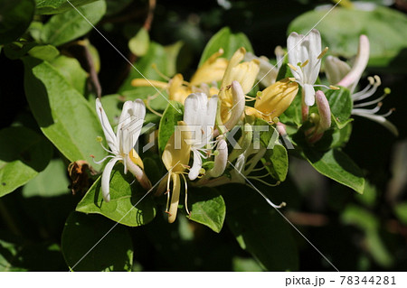 半木本性植物の写真素材