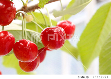 青春 旬 みずみずしい 果物の写真素材