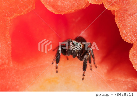 赤い小さい蜘蛛の写真素材