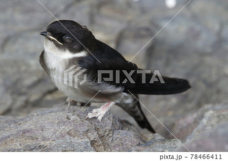 ツバメの雛の写真素材