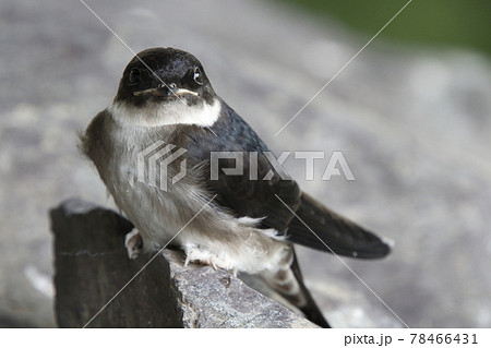 ツバメの雛の写真素材