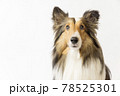 お座りをする犬 シェルティの写真素材 [78529992] - PIXTA