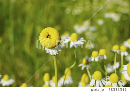 奇形花の写真素材