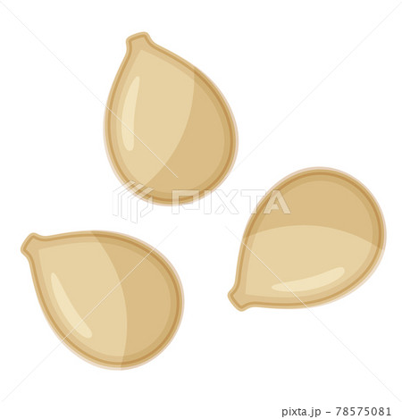 かぼちゃ 南瓜 種 種子のイラスト素材