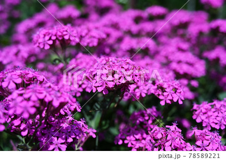 ショッキングピンク色の花の写真素材