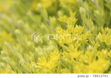 植物 多肉植物 雑草 マンネングサの写真素材